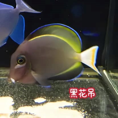 黑花吊