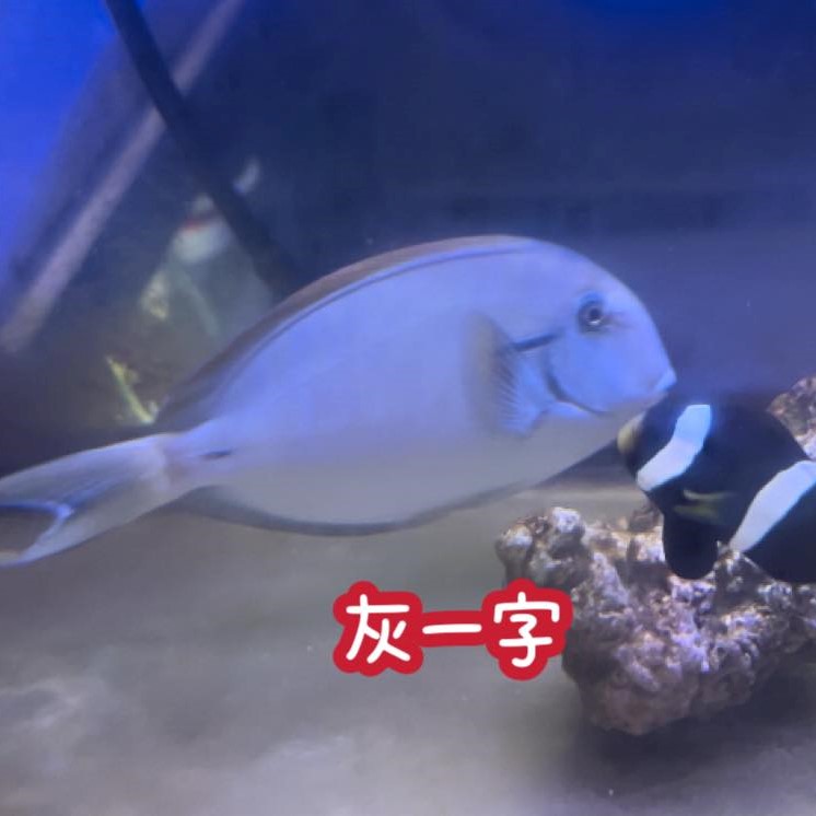 灰一字