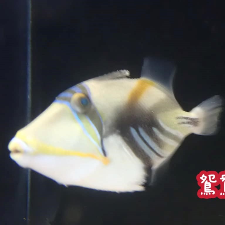 鴛鴦砲