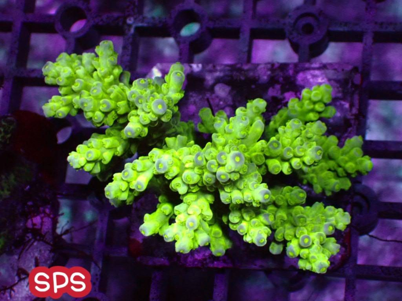 SPS