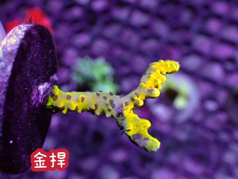 金桿