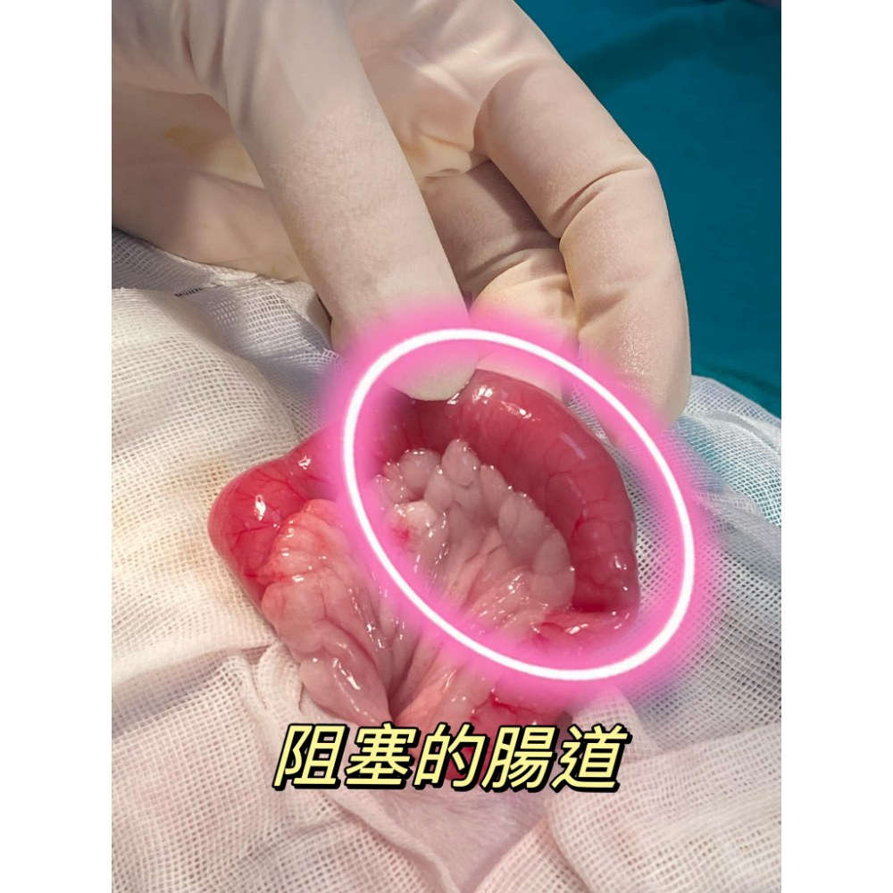 今天跟大家分享《貓毛