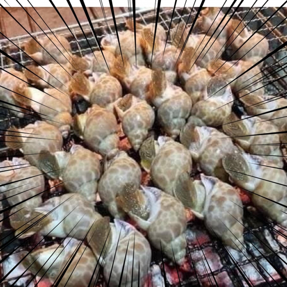 (零售)野生新鮮鳳螺