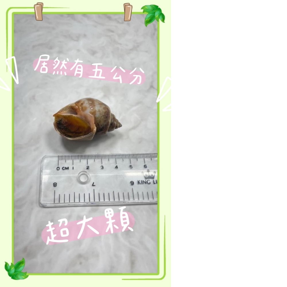 (零售)野生新鮮鳳螺