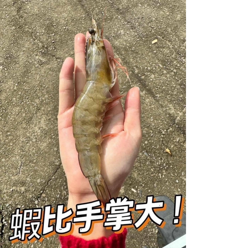 (零售)活凍生白蝦2