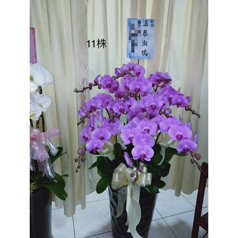 蘭花 11株