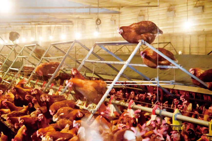 人道平養機能紅蛋(紅仁)