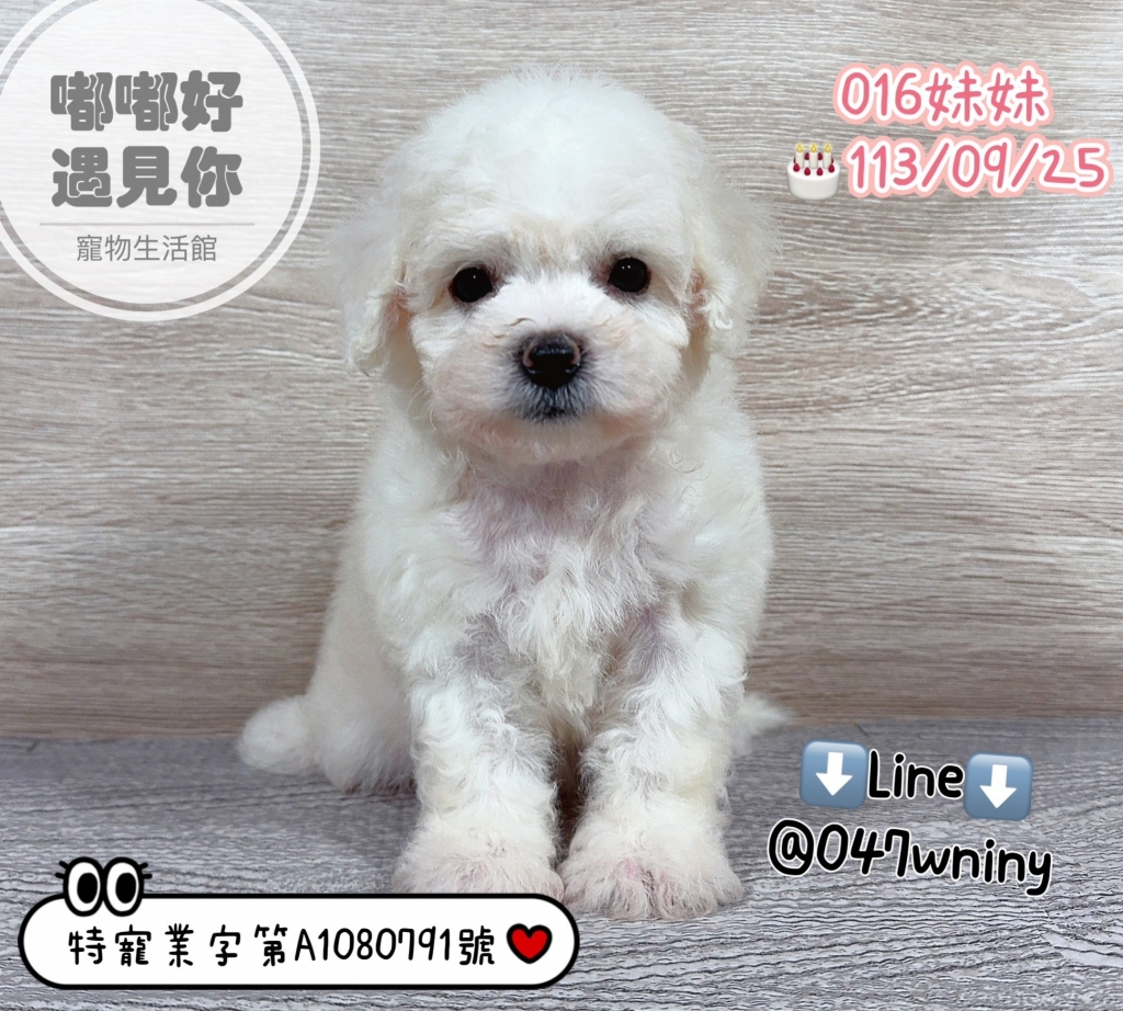 比熊犬