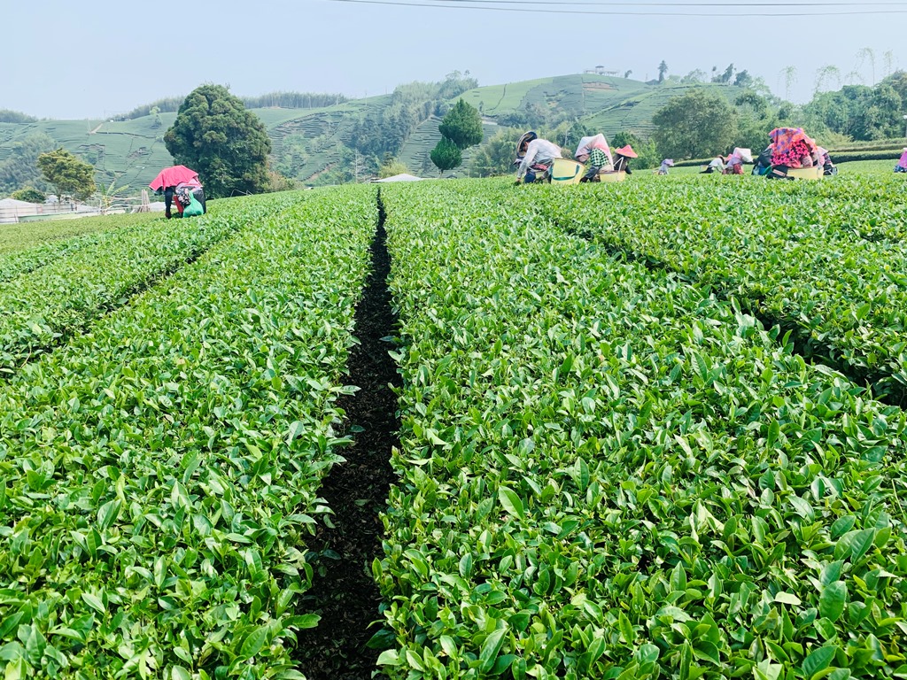 茶園美景