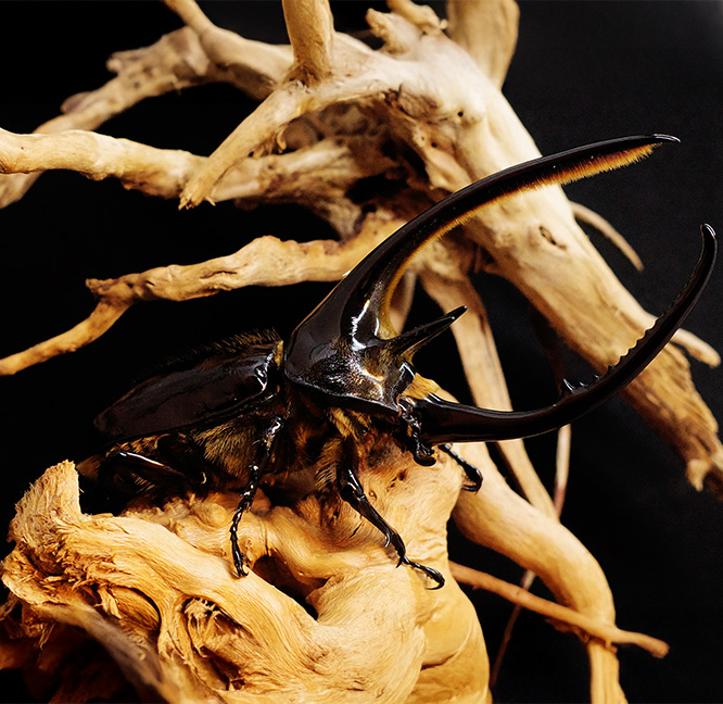 海神大兜蟲-125~