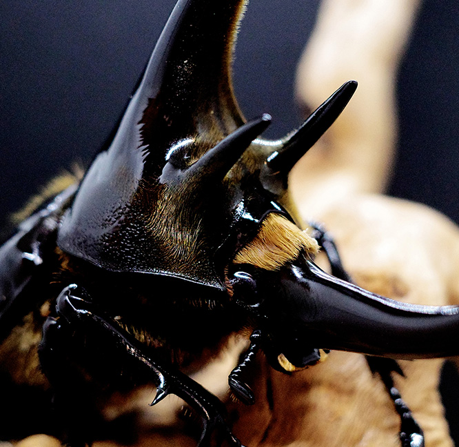 海神大兜蟲-120~