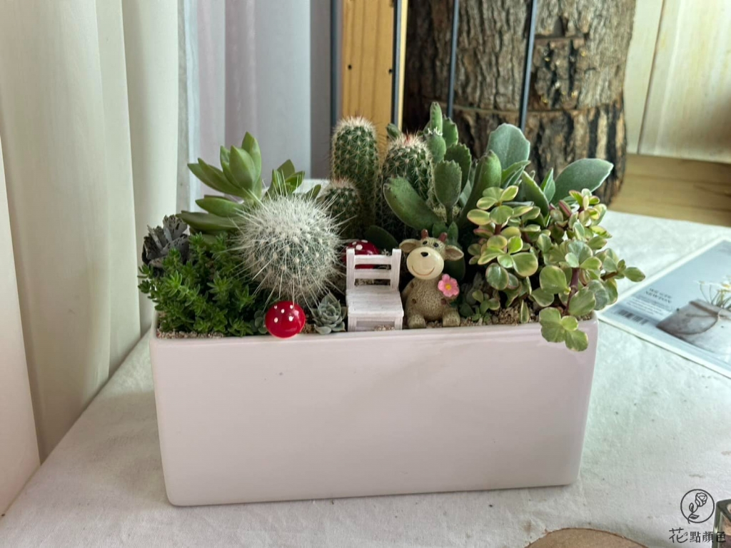 【多肉盆栽】台中送禮盆栽/北區送禮盆栽
