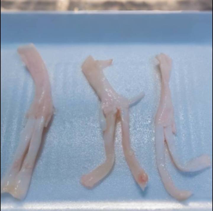 豬後腳筋 約3公斤裝