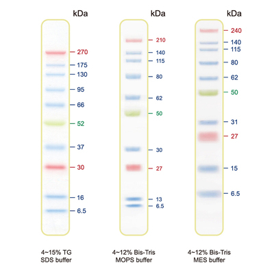 Blu10 Plus Prestained Protein Ladder / BLUltra Prestained Protein Ladder（6.5 to 270 kDa） SIZE: 500 μ