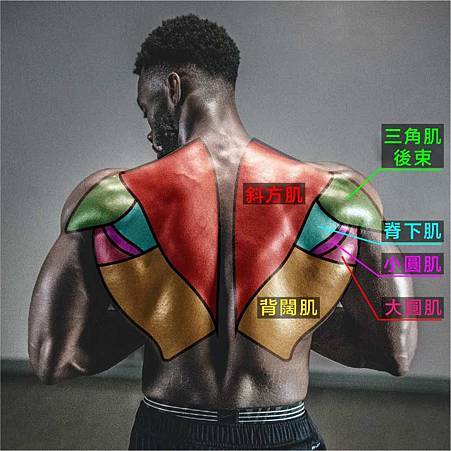 工作區域 12.jpg 背肌肌群說明