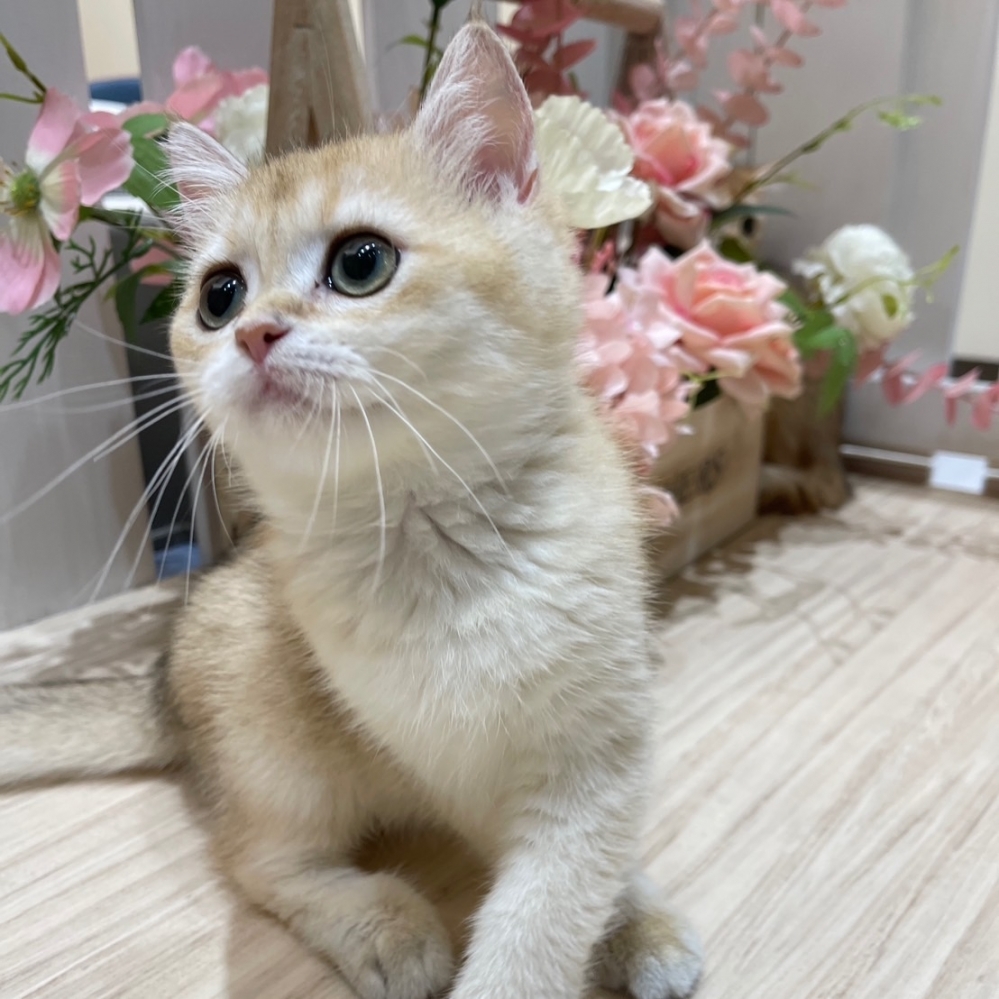 已有家長
