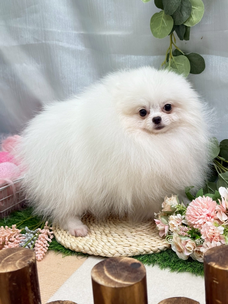 種公 白博美