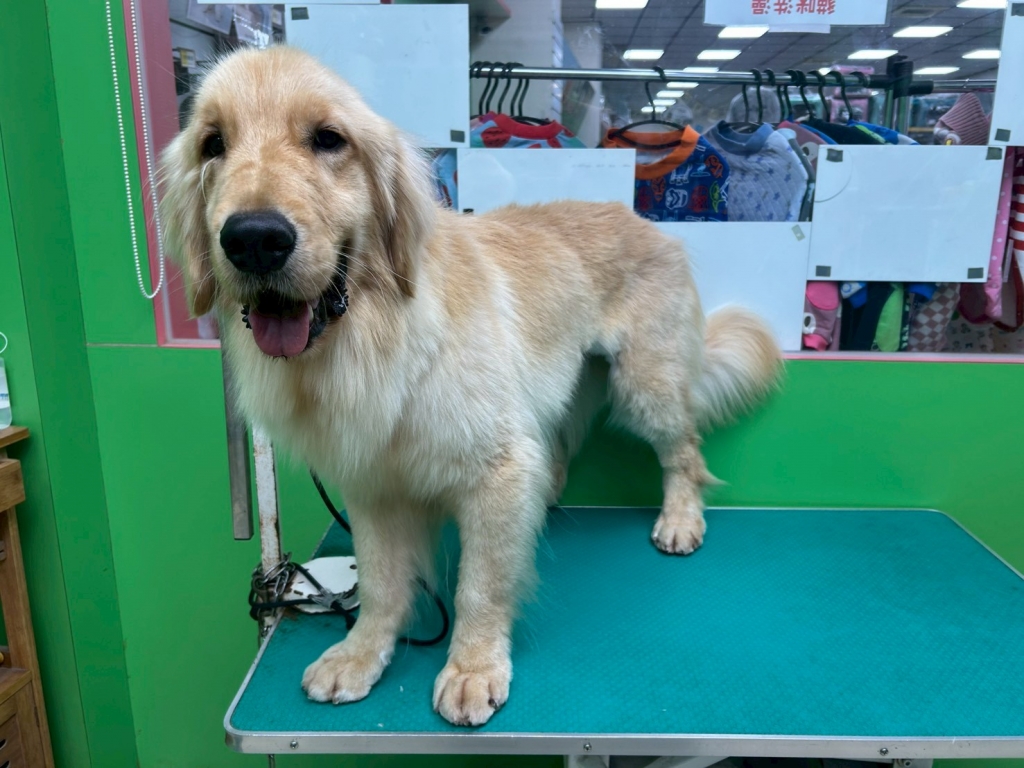 種公 黃金獵犬