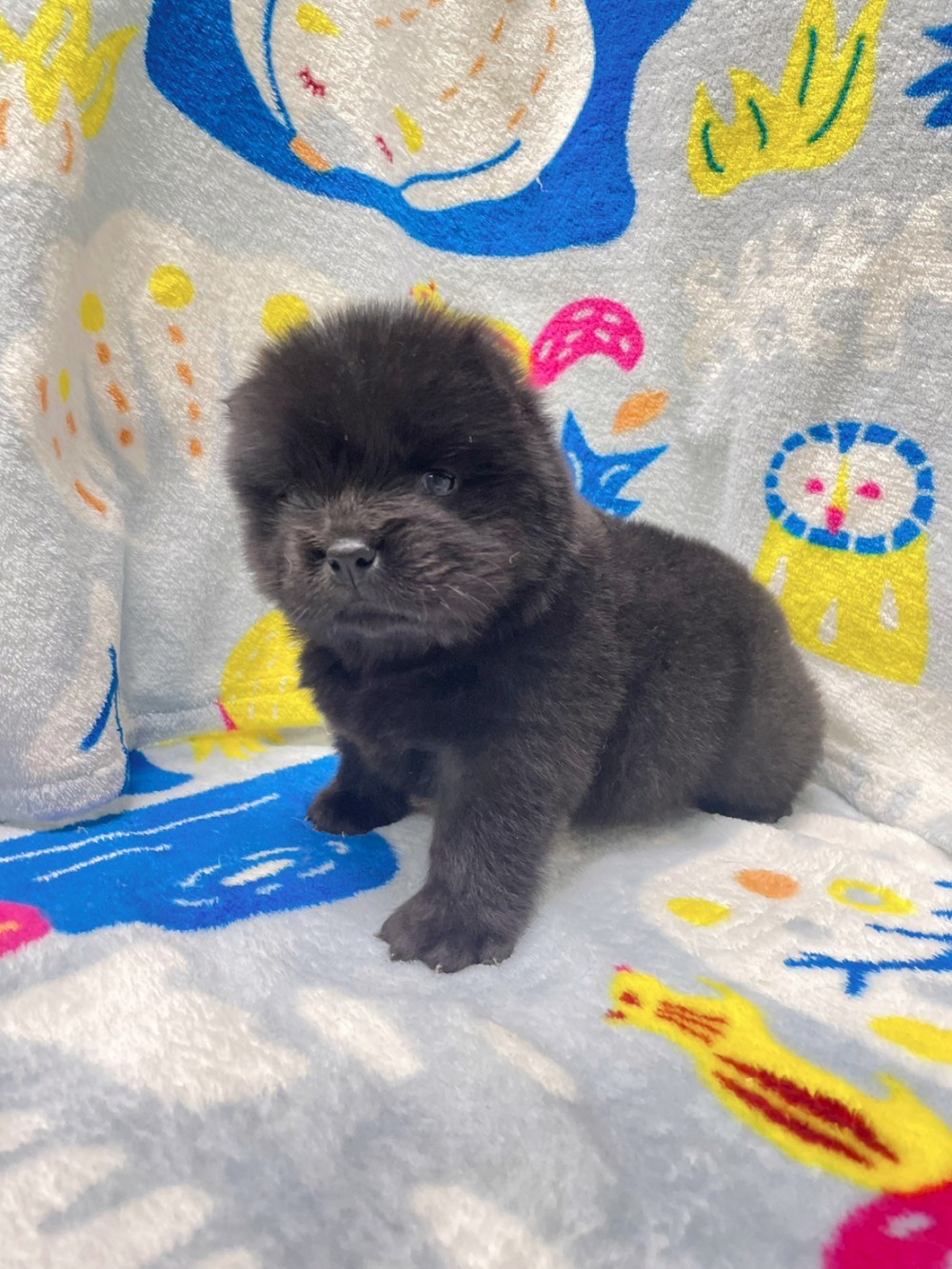 鬆獅犬-母-已有家-找到新家囉 