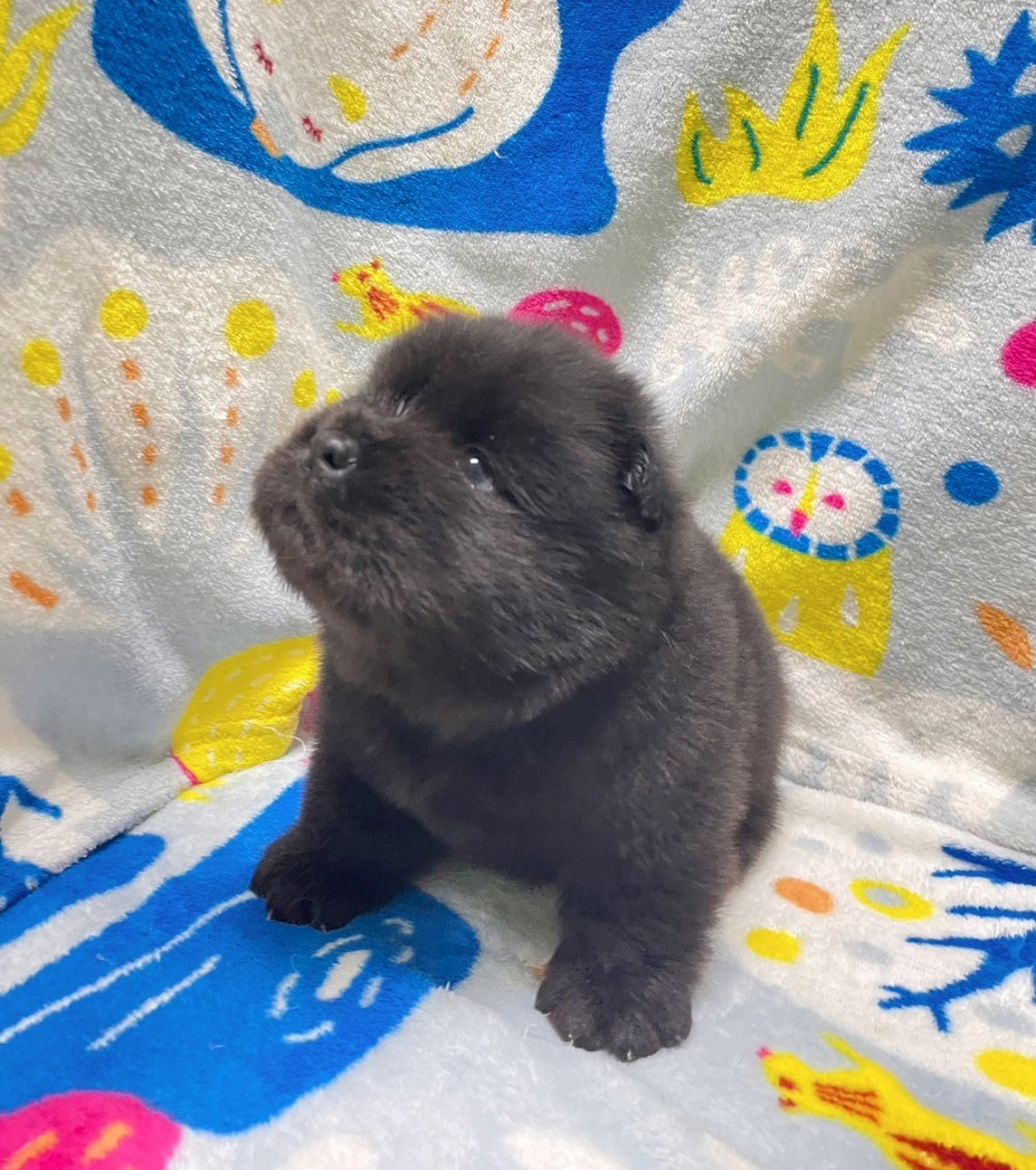 鬆獅犬-母-已有家-找到新家囉 