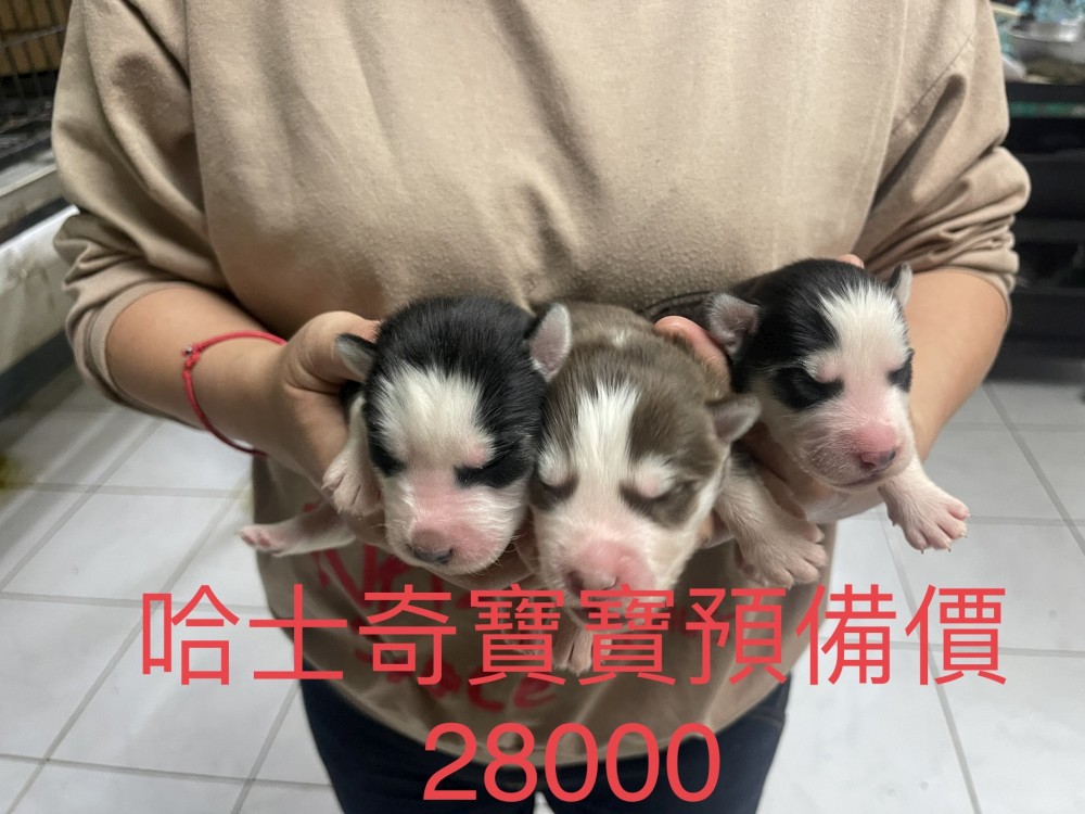 哈士奇寶寶(歡迎預購)已有家