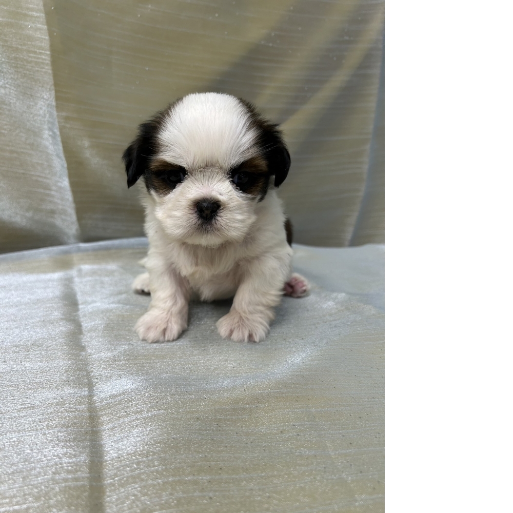 西施犬(已有家)