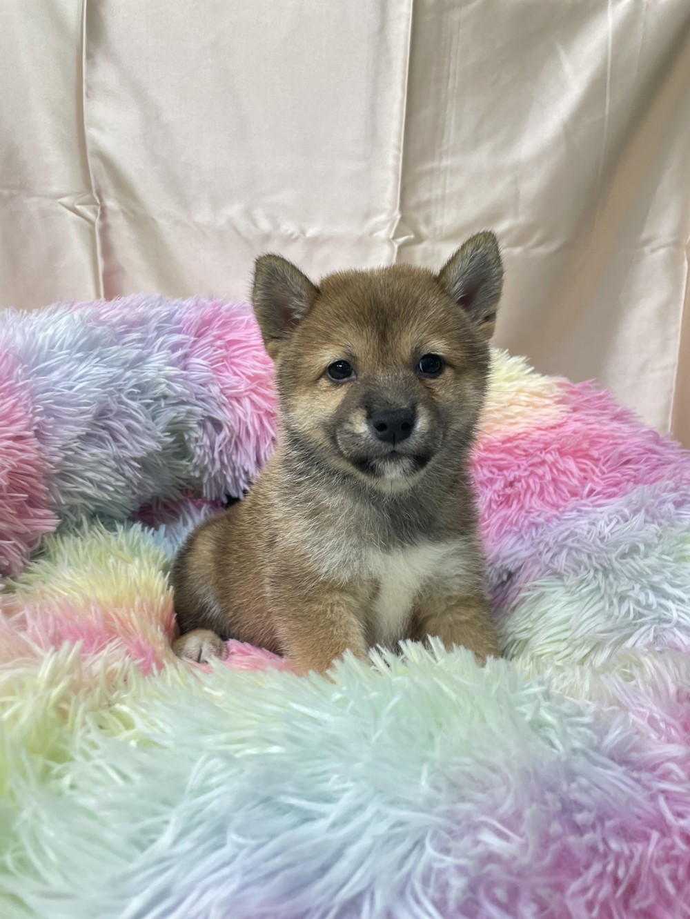 柴犬 編號5(已有家
