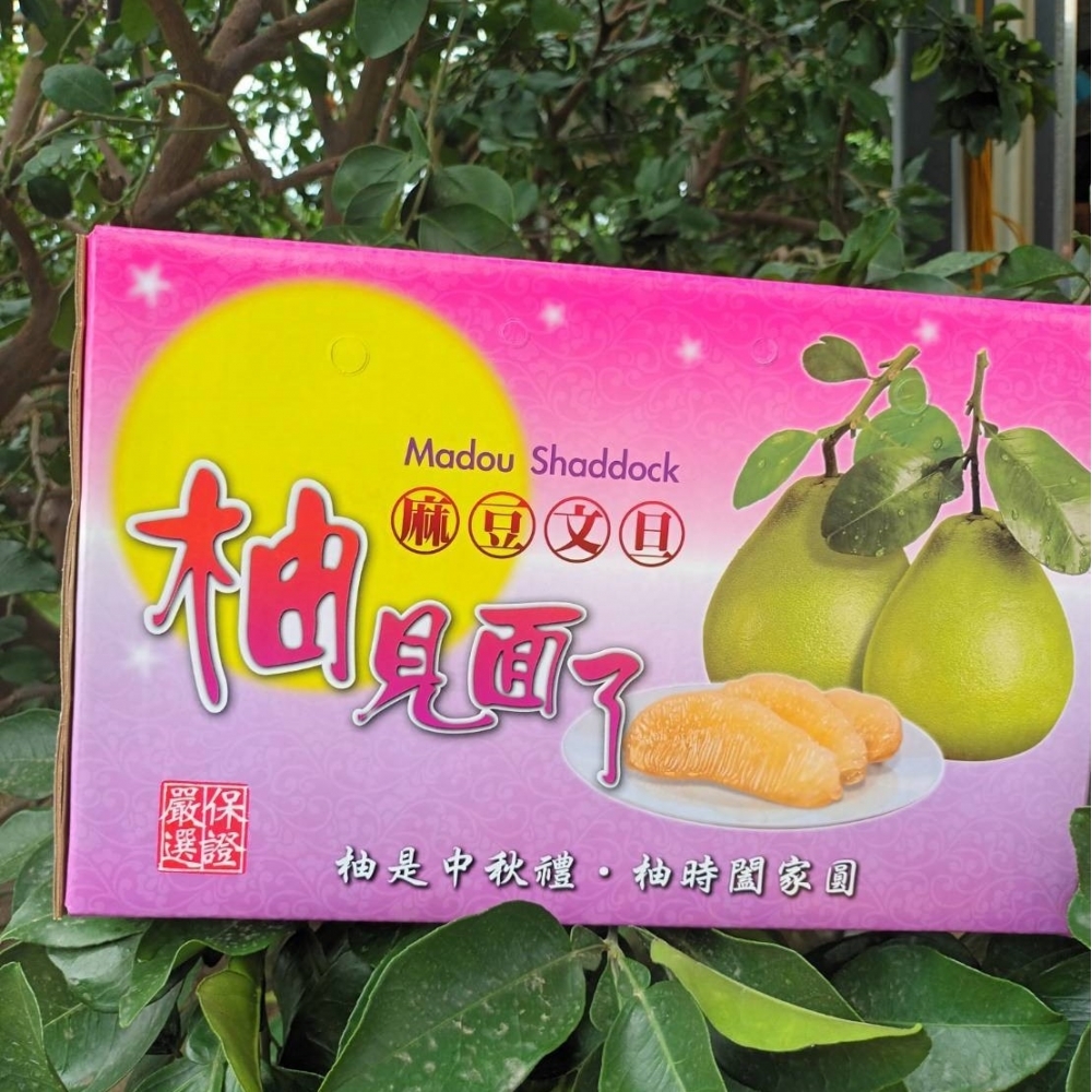 60年老欉文旦/麻豆