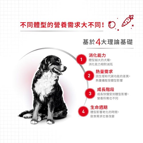 法國皇家 中型成犬 M25 16kg