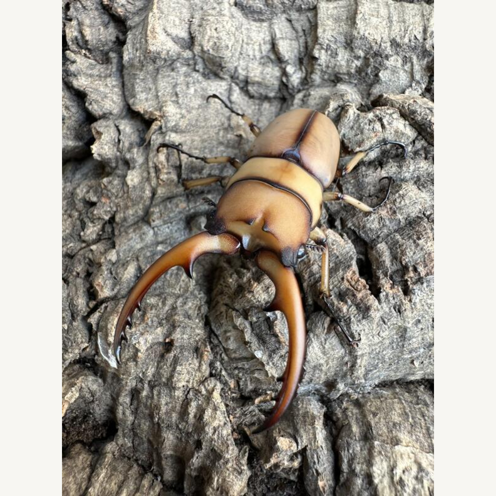 【來點甲蟲】兩點赤鍬形蟲