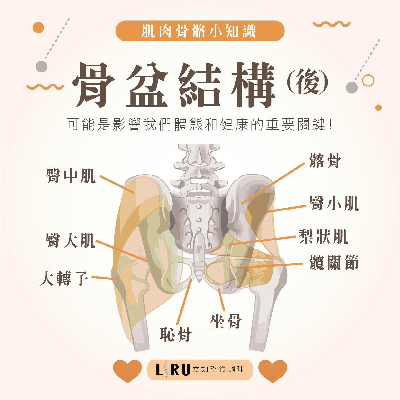 骨盆結構(前) 骨盆其實默默地幫做了很多事，我們卻常常忽略！ 大腰肌 腸骨肌 骼前上棘 闊筋膜張肌 大轉子 大收肌 股直肌 恥骨肌 股骨 骨盆結構(後) 可能是影響我們體態和健康的重要關鍵! 臀中肌 臀大肌 臀小肌 大轉子 髂骨 梨狀肌 髖關節 坐骨 恥骨 ⭐骨盆⭐默默地做了很多事 ➡️連結上下半身+ ➡️吸收衝擊力+ ➡️轉換力量+ ➡	