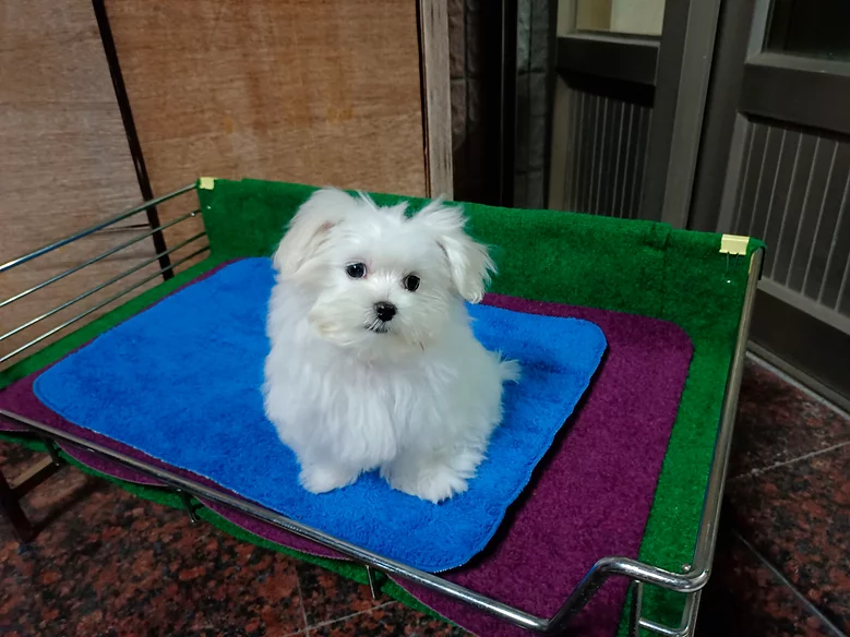 ☆晶片號碼(編號)：0915(已售出)  ＄價格：25000