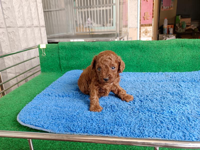  ☆晶片號碼(編號)：210H(已售出)  ＄價格：18000