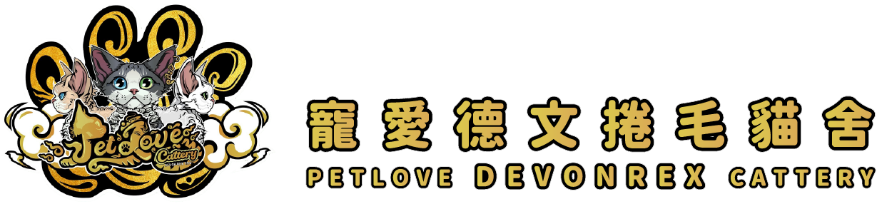 寵愛德文捲毛貓舍-德文捲毛貓, 德文貓, Devon Rex, 德文貓專門店, 台灣德文貓, 台灣德文捲毛貓