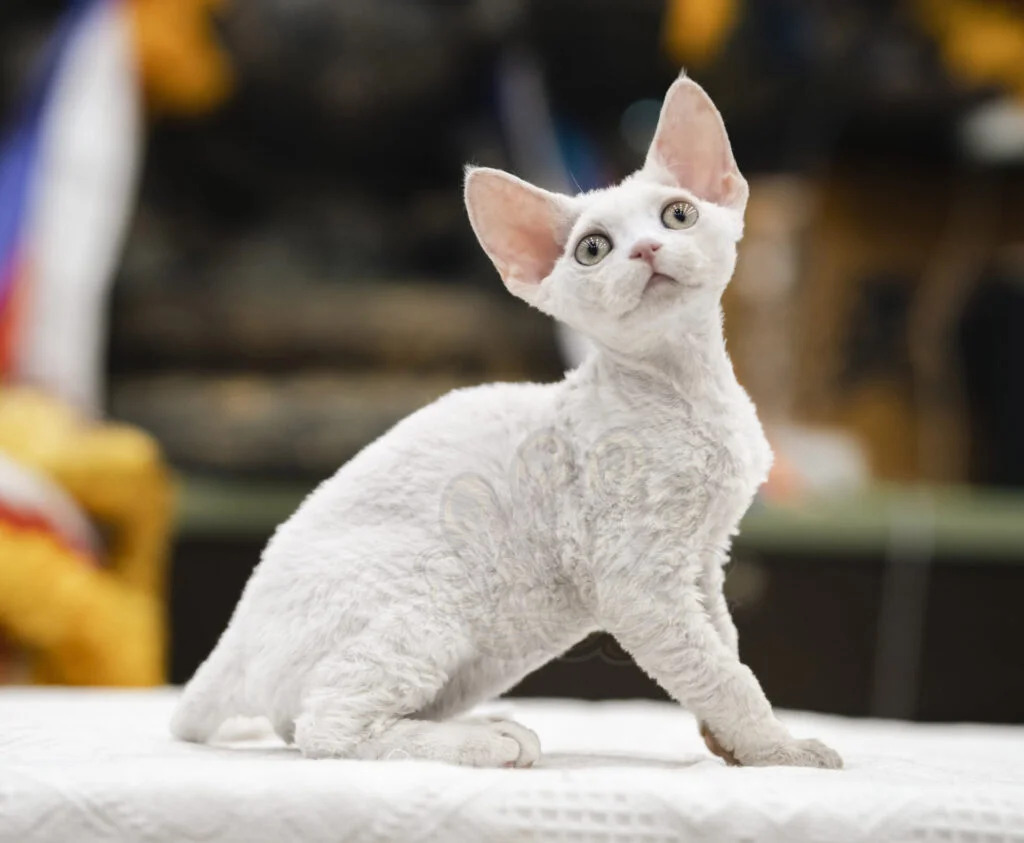 已有家長的寵愛寶寶們