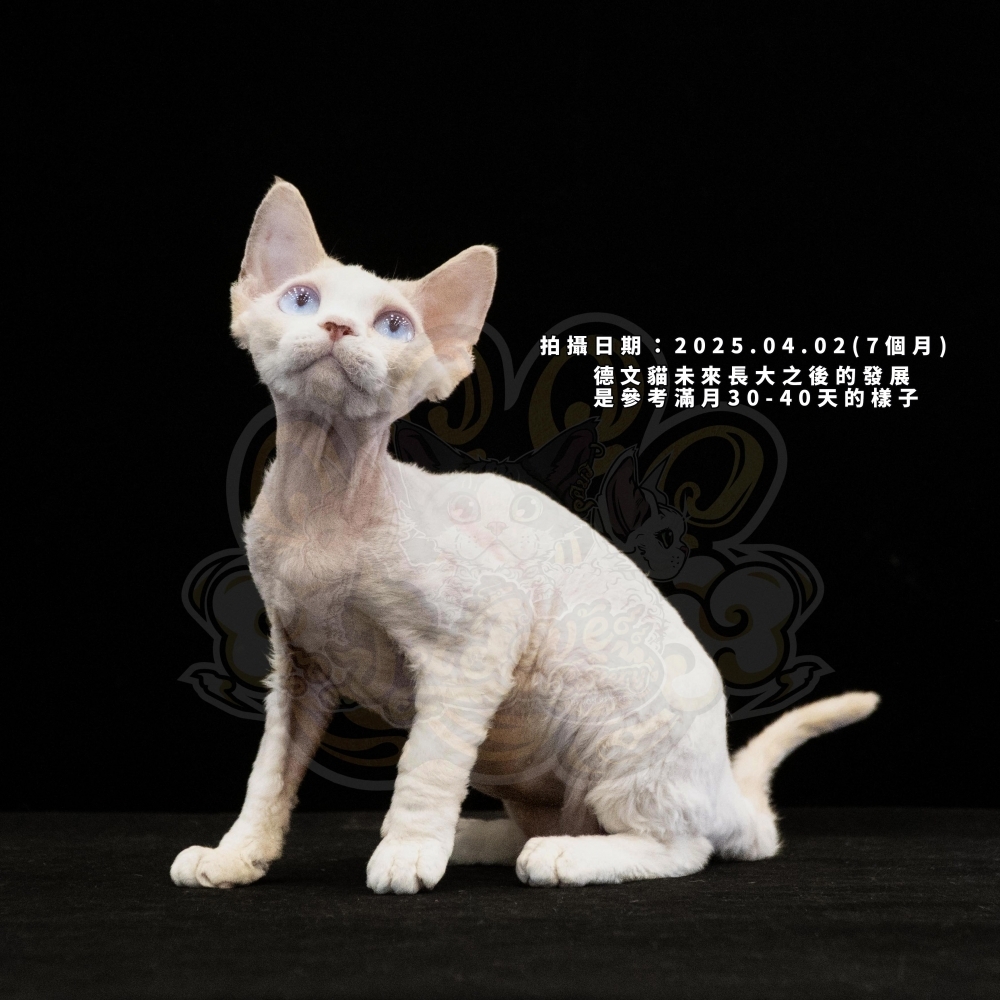 奶油加白藍眼德文-女孩