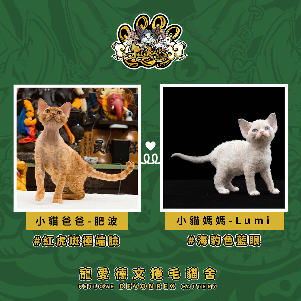 純藍德文-男孩