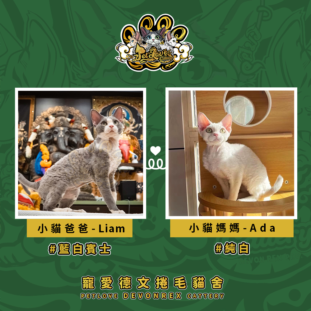 淡化虎斑-女孩