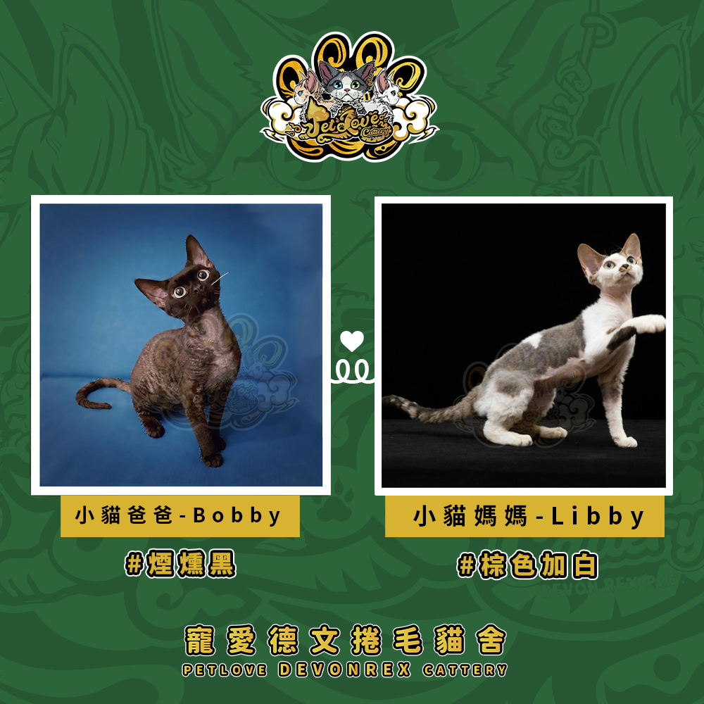 紅虎斑德文-女孩