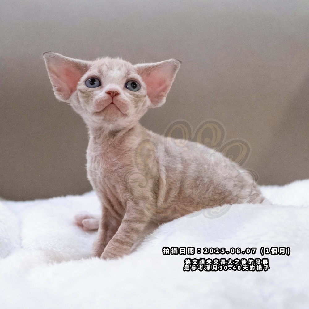 小鹿藍眼虎斑德文-女