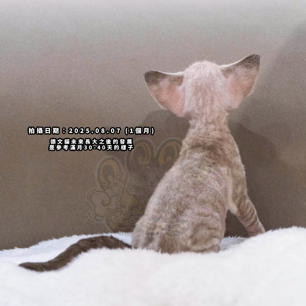 小鹿藍眼虎斑德文-女孩