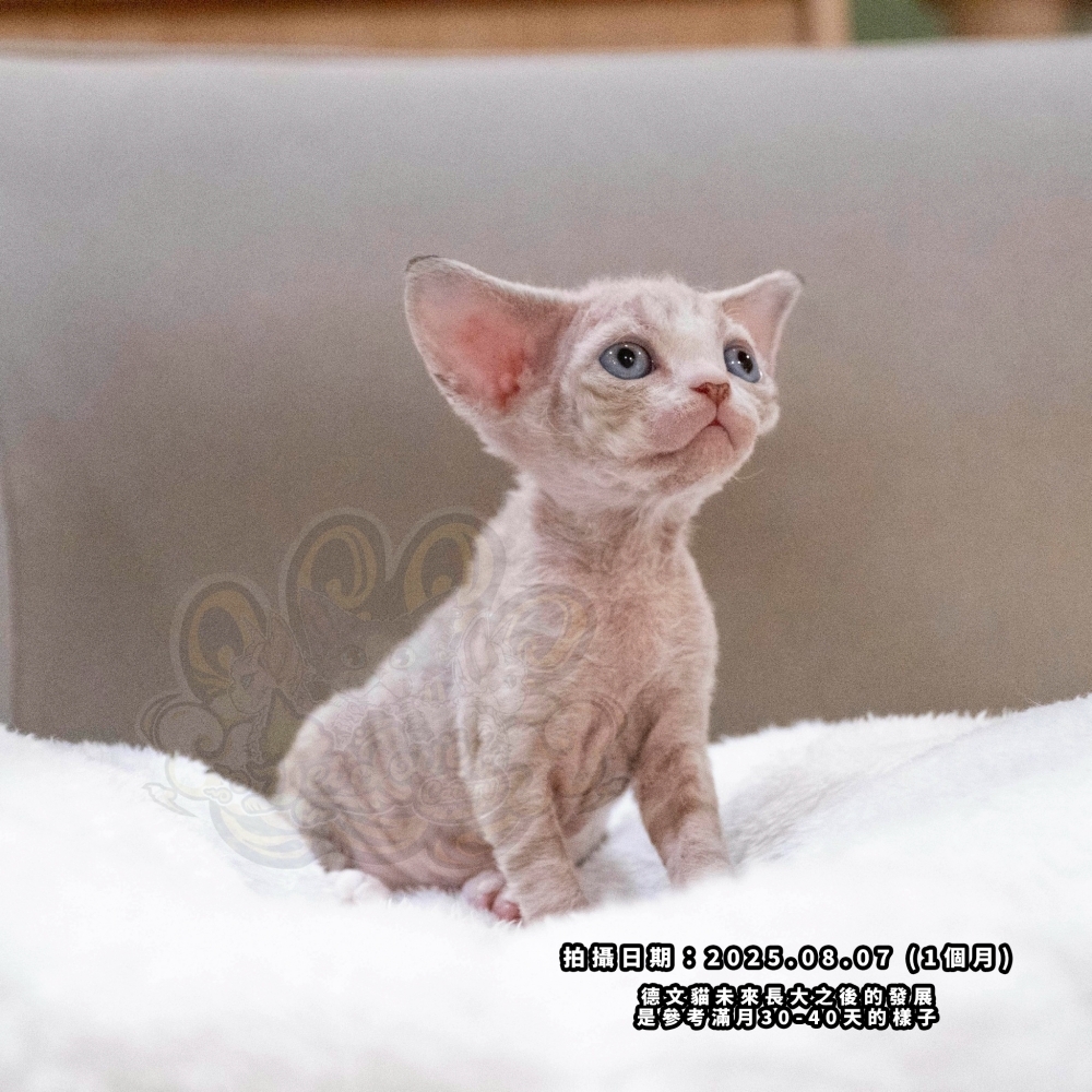 小鹿藍眼虎斑德文-女孩