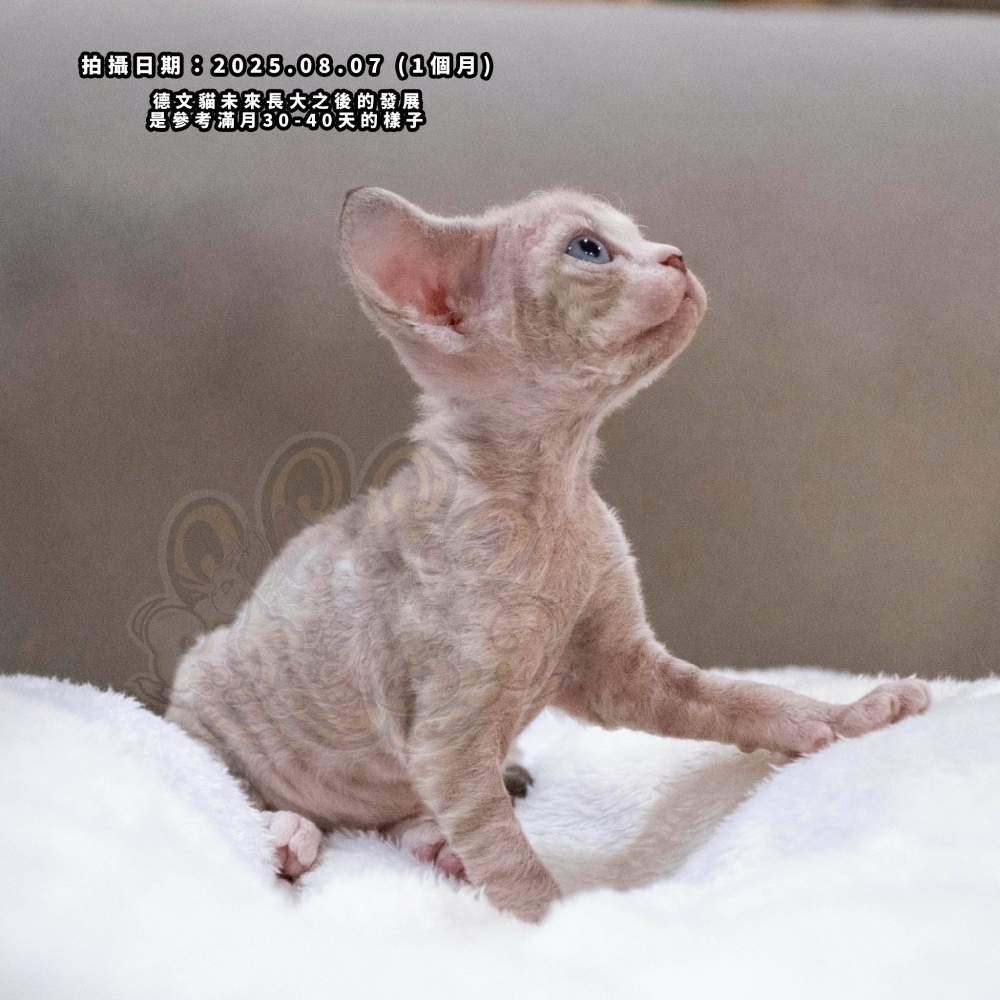 小鹿藍眼虎斑德文-女孩