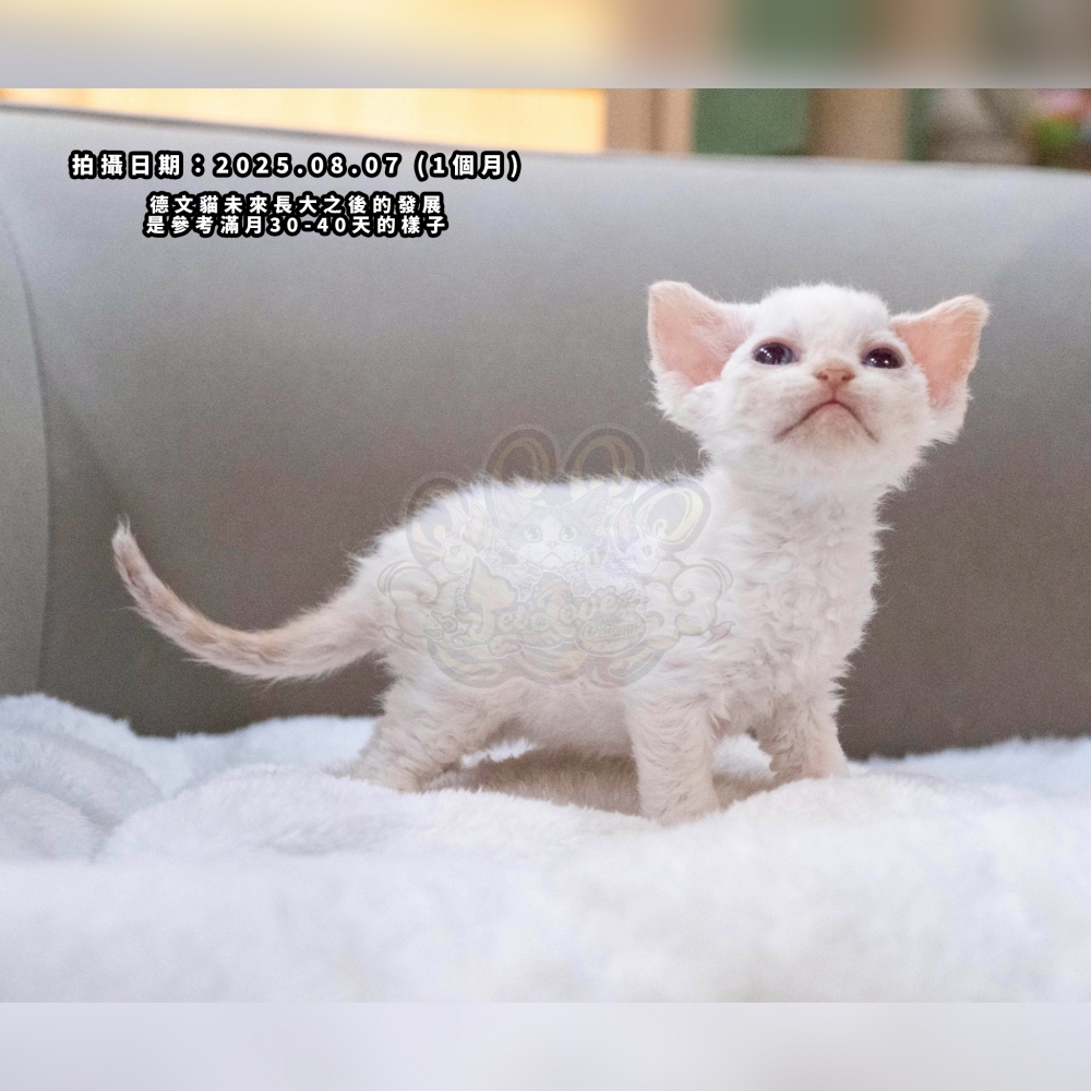 (長毛血)奶油加白德文-男孩