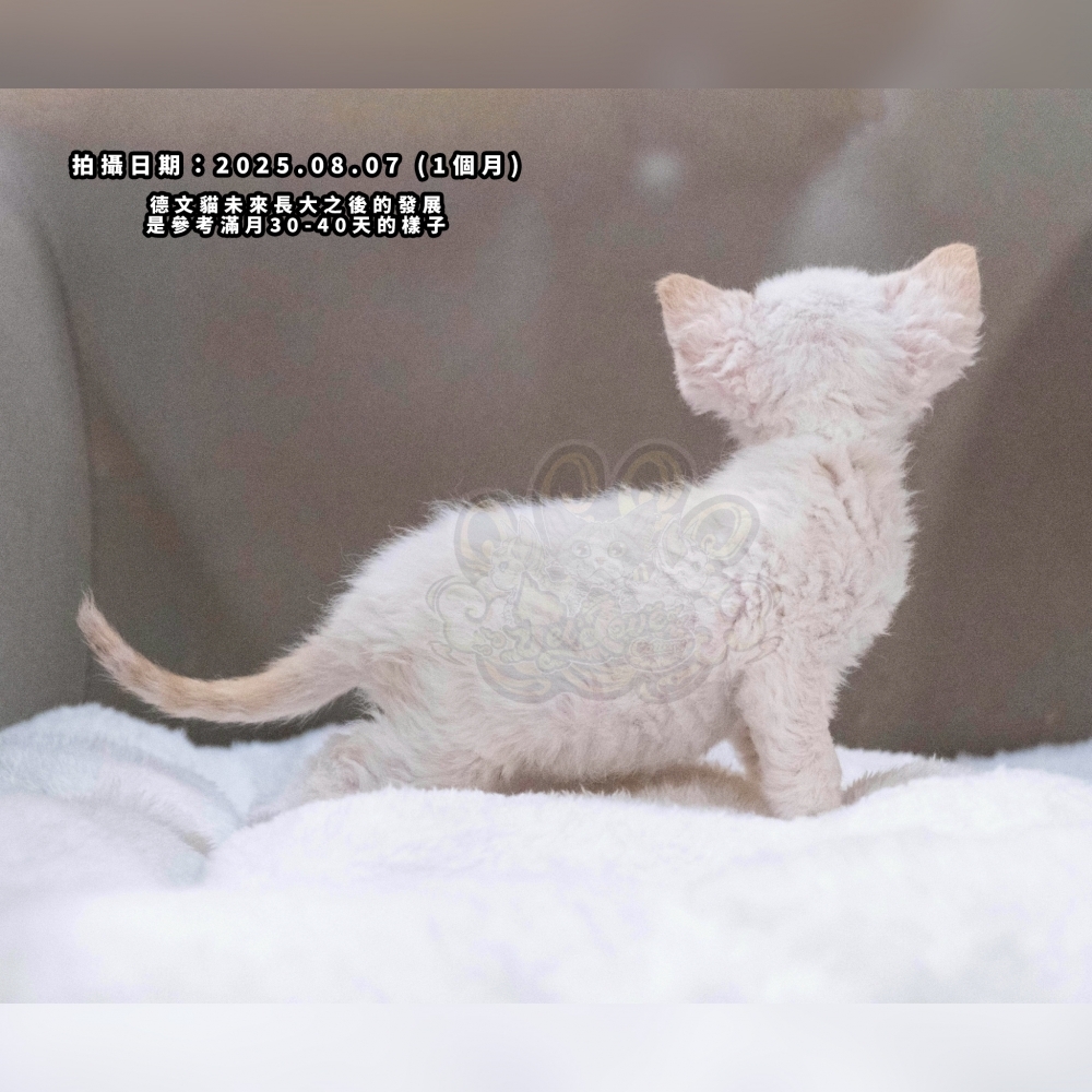 (長毛血)奶油加白德文-男孩