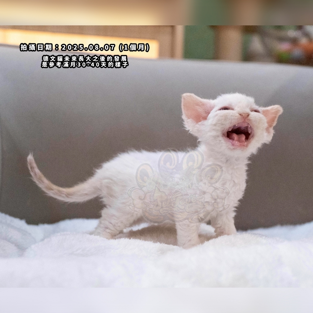 (長毛血)奶油加白德文-男孩