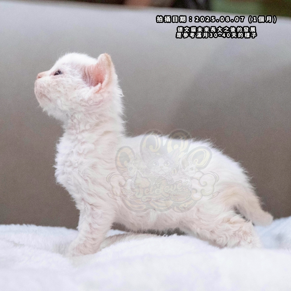 (長毛血)奶油加白德文-男孩