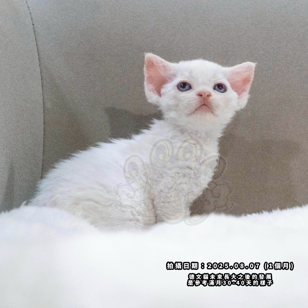 (長毛血)奶油加白德文-女孩