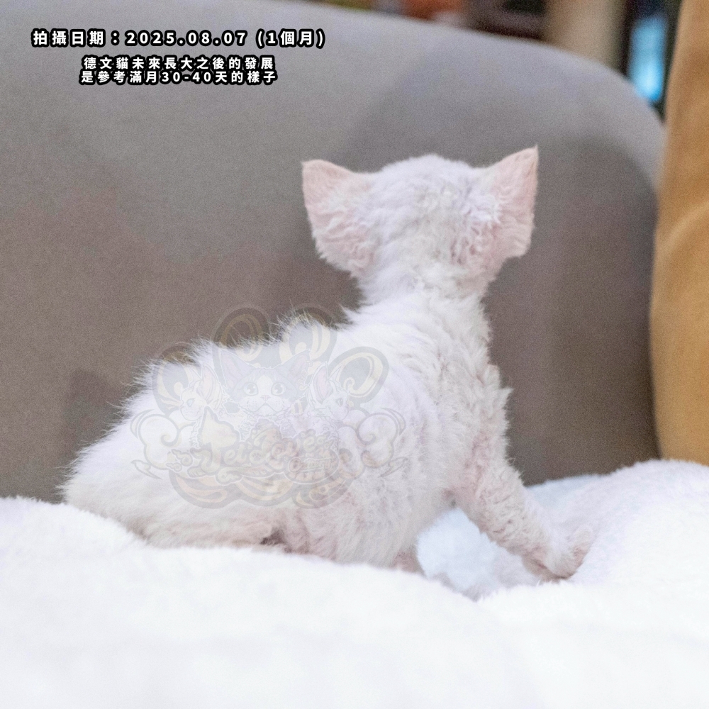 (長毛血)奶油加白德文-女孩