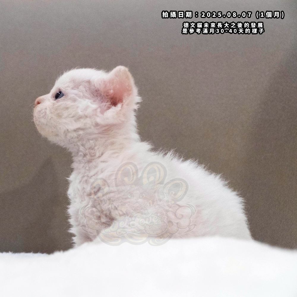 (長毛血)奶油加白德文-女孩